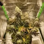 Gorilla Cookies Auto - Organic - Indoor