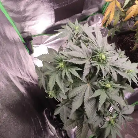 Gorilla Cookies Auto - Organic - Indoor