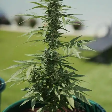 CBD Charlotte’s Angel + Red Pure Auto