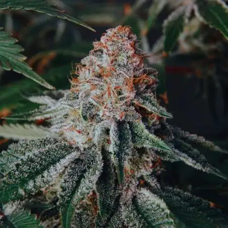 Deluxe Sugar Cane #1