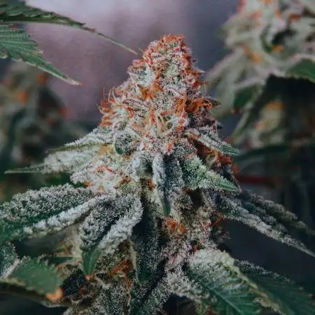 Deluxe Sugar Cane #1