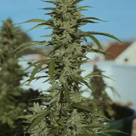 CBD Charlotte’s Angel + Red Pure Auto