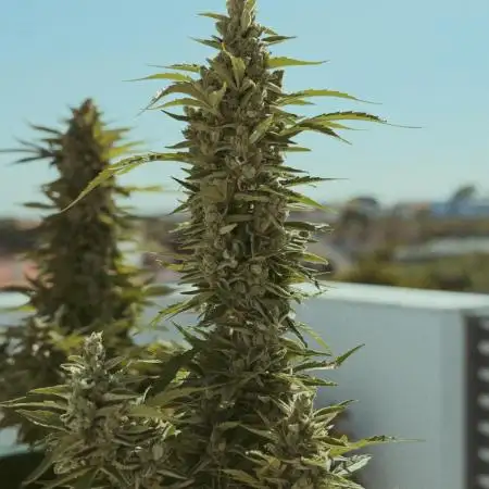 CBD Charlotte’s Angel + Red Pure Auto