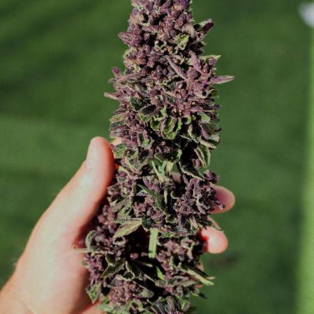 CBD Charlotte’s Angel + Red Pure Auto