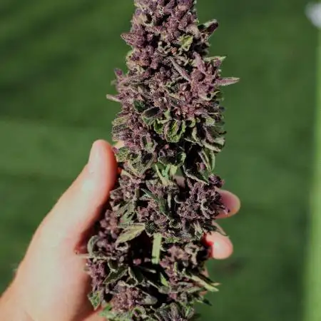 CBD Charlotte’s Angel + Red Pure Auto