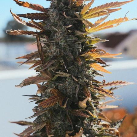 CBD Charlotte’s Angel + Red Pure Auto