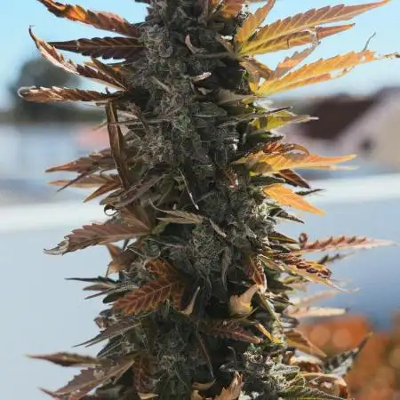 CBD Charlotte’s Angel + Red Pure Auto