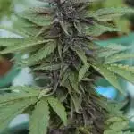 CBD Charlotte’s Angel + Red Pure Auto