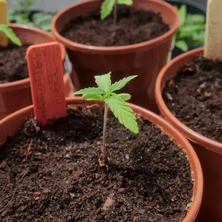 CBD Charlotte’s Angel + Red Pure Auto