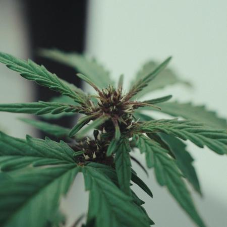 CBD Charlotte’s Angel + Red Pure Auto