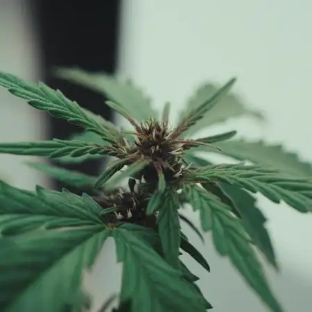 CBD Charlotte’s Angel + Red Pure Auto