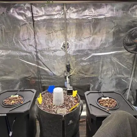 Amnesia Z/ Gorilla Cookies DWC