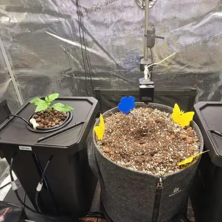 Amnesia Z/ Gorilla Cookies DWC