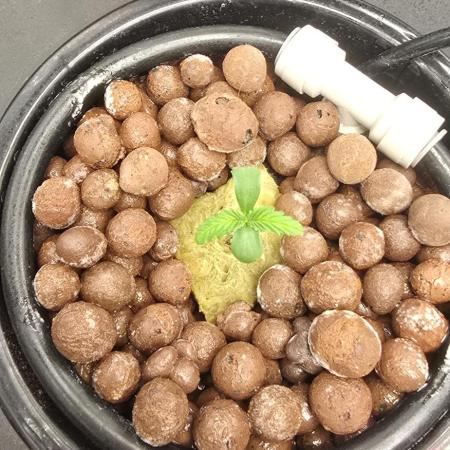Amnesia Z/ Gorilla Cookies DWC
