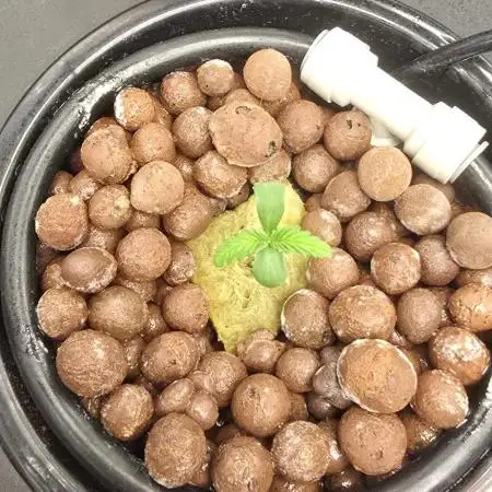 Amnesia Z/ Gorilla Cookies DWC