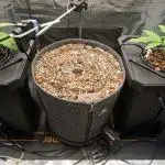 Amnesia Z/ Gorilla Cookies DWC