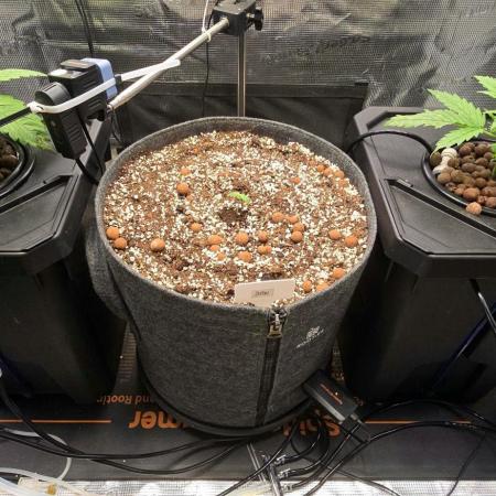 Amnesia Z/ Gorilla Cookies DWC