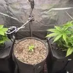 Amnesia Z/ Gorilla Cookies DWC