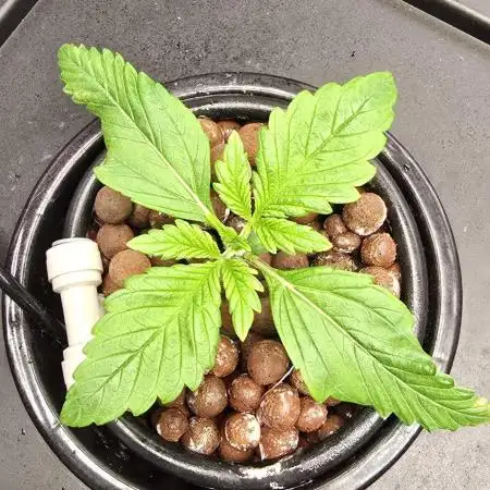 Amnesia Z/ Gorilla Cookies DWC