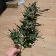 Papaya Cookies Auto