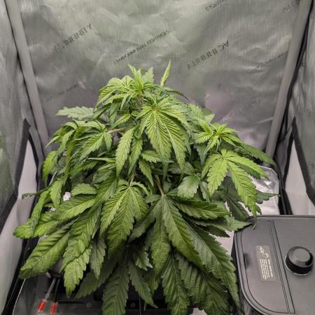 Papaya Cookies Auto