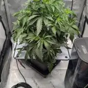 Sour Black Cherry Haze F2  by Speedrun