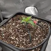 Sour Black Cherry Haze F2  by Speedrun