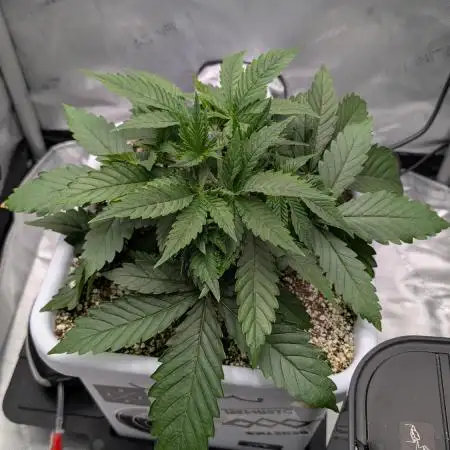 Sour Jealousy in an Autopot