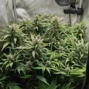 Papaya Cookies Auto