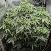 Sour Black Cherry Haze F2  by Speedrun