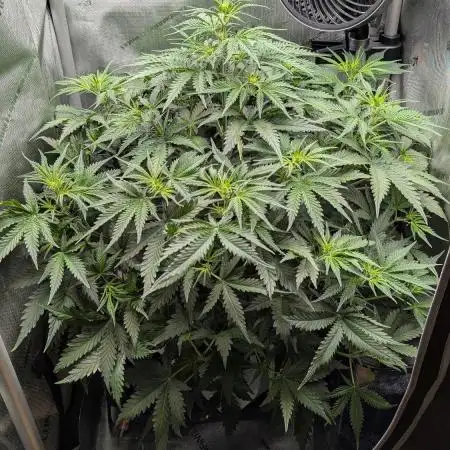 Sour Black Cherry Haze F2  by Speedrun