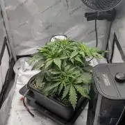Sour Black Cherry Haze F2 by Speedrun