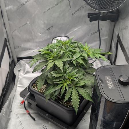 Sour Black Cherry Haze F2  by Speedrun