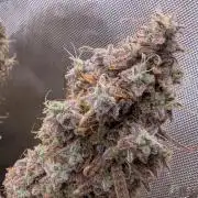 Slamberry*Orange Portal