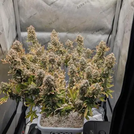 Sour Jealousy in an Autopot
