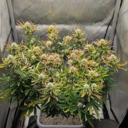 Sour Jealousy in an Autopot