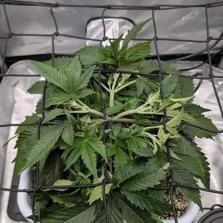Sour Jealousy in an Autopot