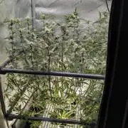 Sour Black Cherry Haze F2  by Speedrun