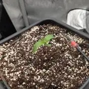 Sour Black Cherry Haze F2  by Speedrun