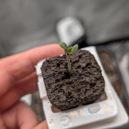 Sour Black Cherry Haze F2  by Speedrun