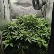 Papaya Cookies Auto