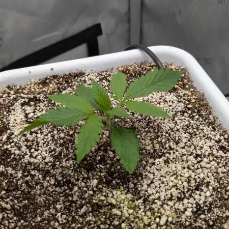 Sour Jealousy in an Autopot