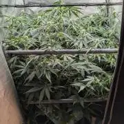 Sour Black Cherry Haze F2  by Speedrun