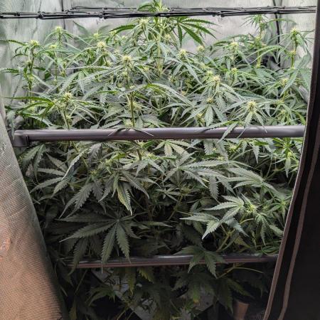 Sour Black Cherry Haze F2  by Speedrun