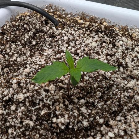 Sour Jealousy in an Autopot