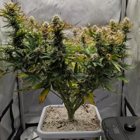 Sour Jealousy in an Autopot