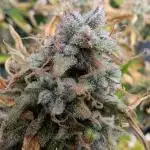 Sour Jealousy in an Autopot