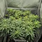 Sour Jealousy in an Autopot