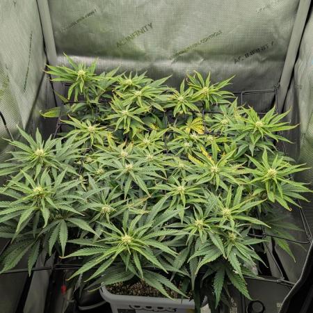 Sour Jealousy in an Autopot