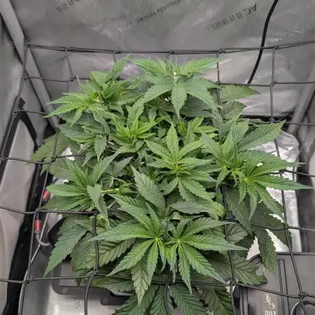 Sour Jealousy in an Autopot